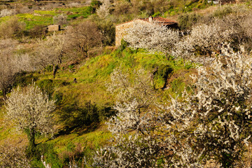cerezos en flor -Prunus cerasus-, Casas del Castañar, valle del Jerte, Cáceres, Extremadura, Spain, europa