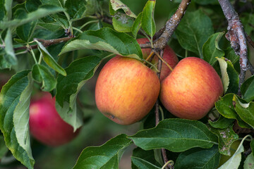 Pommes de table dans un verger