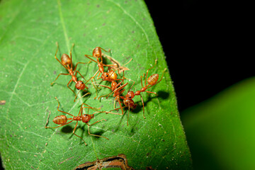 Red ants are helping bring the dead ant back to its nest.