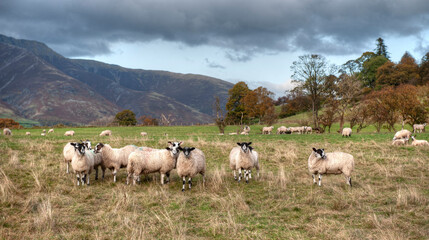 Sheep of Swaledale breed in UK lands.