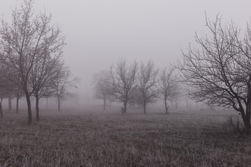 Autumn landscape with trees in thick fog and frost on the branches