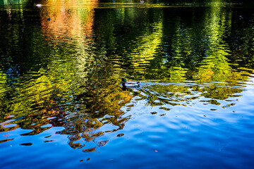 duck swimming in water