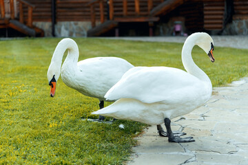 two white swans
