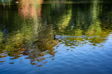 duck swimming in water