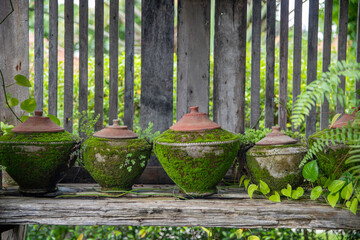 Moss and plant on clay pot. Moss on old clay pot.