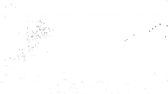 Real flock of birds flying - 09 with alpha channel ready to insert in your #vfx works as a separate layer