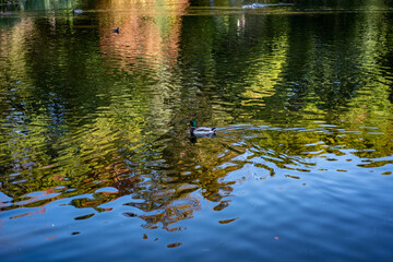 duck swimming in water
