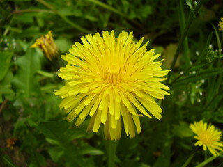 dandelion on green background