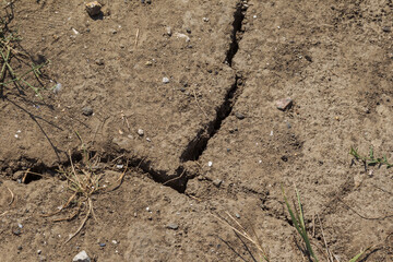 Earth land cracks with dust and rough dry surface texture, Earth's drought water shortage (Global Climate Change). The surface of drylands. Vegetation breaks through cracks in ground