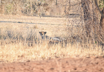 Obraz na płótnie Canvas Cheetah resting under a tree in Africa