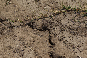Earth land cracks with dust and rough dry surface texture, Earth's drought water shortage (Global Climate Change). The surface of drylands. Vegetation breaks through cracks in ground