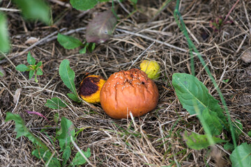Un fruit pourri tombé de l'arbre 
