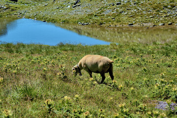 Fototapeta na wymiar Schafe grasen auf einer Wiese auf dem Pizol in der Schweiz 7.8.2020