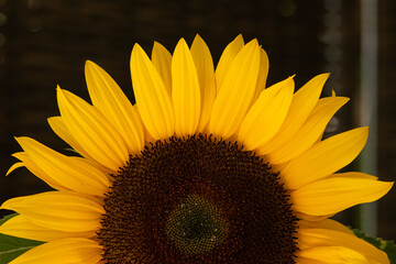 Sunflower closeup shot against dark background shallow depth of field
