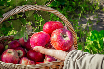 Girl's hand holds three apples in the summer garden during the harvest. In the background is a wicker basket full of harvested apples. Harvesting juicy red apples in the orchard