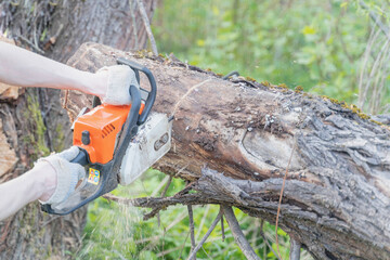 farmer sawing a tree with a chainsaw, selective focus, focus on the foreground, blurry background
