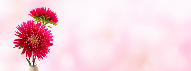 pink farbene chrysanthem en blumen vor leerem abstraktem hintergrund