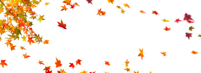 herbslaub im wind freigestellt auf weißem hintergrund