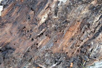 Holz faktur mit löcher , hintergrund