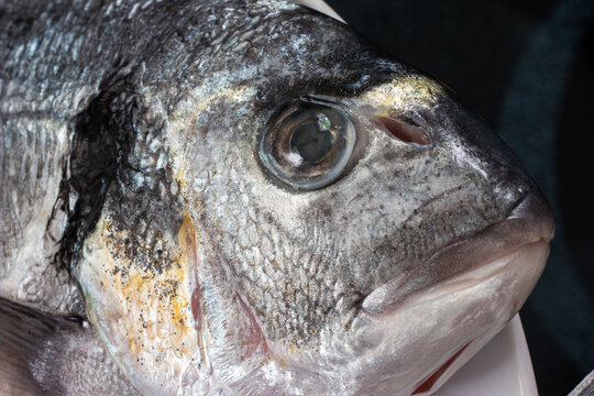 Market frozen silver sea bream raw uncooked fish close up macro head shot