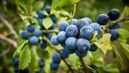 Blueberries on a bush branch