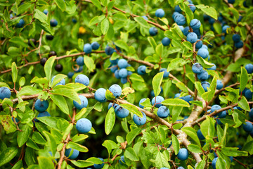 Blueberries on a bush branch