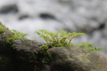 moss on the rock