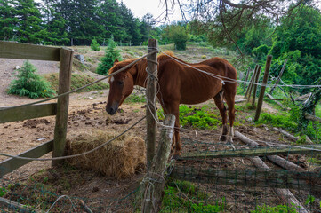 Obraz premium Young brown horse eating fresh hay in a fence in the countryside