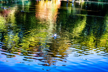 duck swimming in water