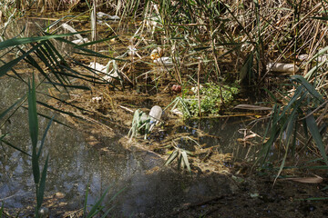 Spilled garbage to small river. Empty used dirty plastic bottles float in canal water. Pollution of environment by household waste. Ecological problem. River contaminated with various garbage