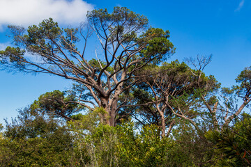 Huge South African trees in Kirstenbosch Botanical Garden, Cape Town.