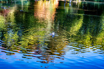 duck swimming in water