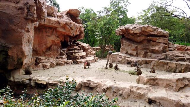Little group of big brown monkey hamadryad eating, walking and resting in the open rocky area in zoo with waterfall.