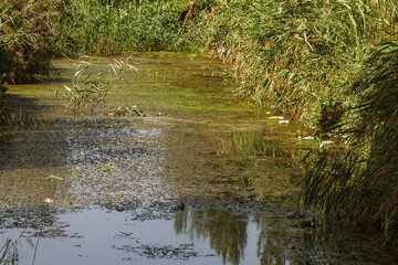 Large amount of debris and dirty wastewater causes rapid growth of algae in lake. Water pollution. Ecological problem. Sewage sewage dirty water flows in an open city channel