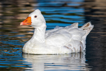 Graylag Tufted Roman Goose Anser anser Costa Ballena Cadiz