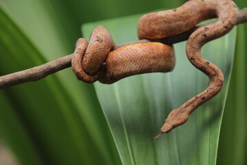 Candoia carinata snake, known commonly as the Pacific ground boa or the Pacific keel-scaled boa