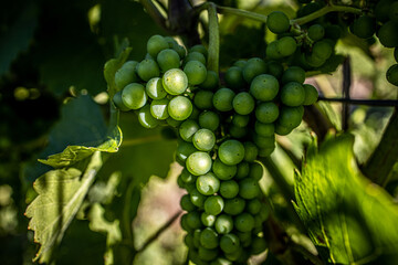 Green ripe grapes on a branch grows in vineyard