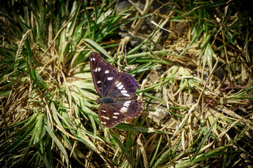 Purple Emperor butterfly in the nature close up view