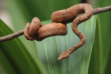 Candoia carinata snake, known commonly as the Pacific ground boa or the Pacific keel-scaled boa