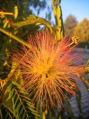 Yellow And Red Flower