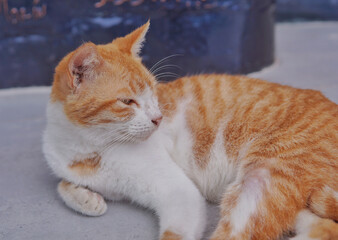 orange cat chilling