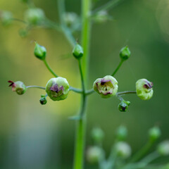Scrophularia nodosa (also called figwort, woodland figwort, and common figwort) is a perennial herbaceous plant of the family Scrophulariaceae.