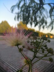 Yellow And Red Flower
