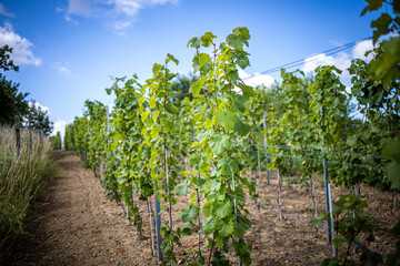 Fototapeta na wymiar Grapevine rows at a vineyard estate on a sunny day