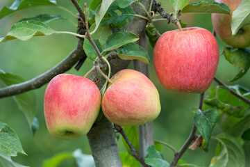 Pommes dans un verger