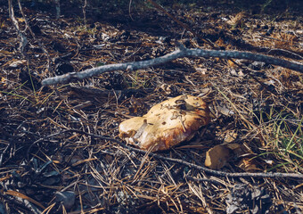 close up of old Yellow boletus