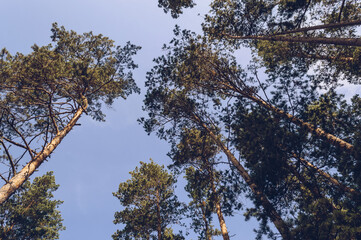 Obraz premium view from below on pine trees and blue sky