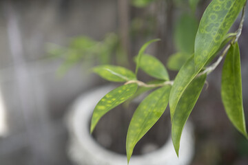 Close-up of spotted dracaena's leaves with defocused background