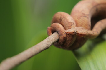 Candoia carinata snake, known commonly as the Pacific ground boa or the Pacific keel-scaled boa