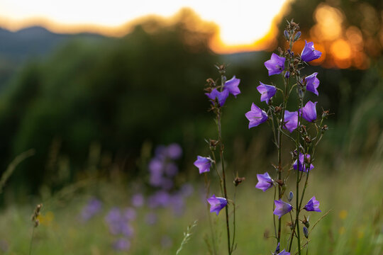 Campanula persicifolia, the peach-leaved bellflower is a flowering plant species in the family Campanulaceae. Adorable flowers of Campanula persicifolia in evening orange light with blurred bokeh. 